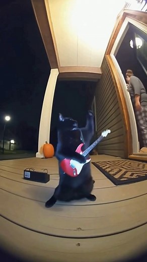 883K views · 21K reactions | #fblifestyle #blackcat #cat #BudieTheBlackCat #blackcatlove #blackcat #CatLove #viralreelsfacebook | Budie The Black Cat | Facebook