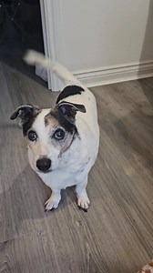 Fred, my old Jack Russell, had the fastest tail wagging in the world this morning, showing that being 14 years old doesn't age his tail. He is a charmer senior; I love him so much. #dogsoffacebook #seniordog #oldbutgold #myolddog | Edith N Jack Russells