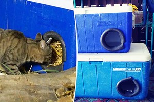 Un homme recycle et transforme de vieilles glacières en abris pour les chats errants