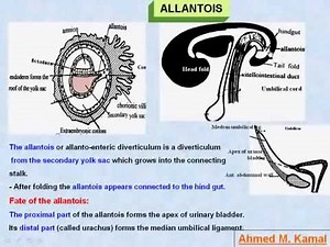 39 General Embryology Allantios