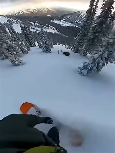 Mama Husky Protects Her Pup from Wolves