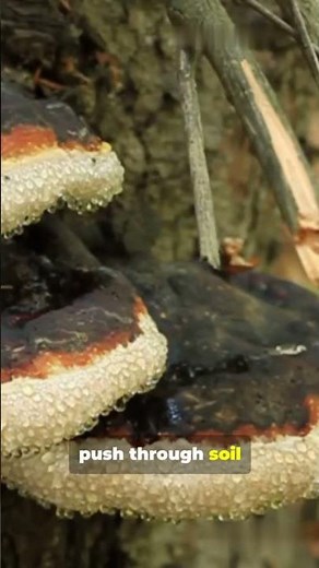 The Skeleton That Keeps Growing After Death