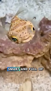 Tiny hunter, big appetite 🦐🐡 This pea puffer may be small, but snack time is serious business. Cute, curious, and full of personality! #PeaPuffer #PufferfishLove #AquariumLife #CuteButMighty #FishFunFacts | GuppyKoi