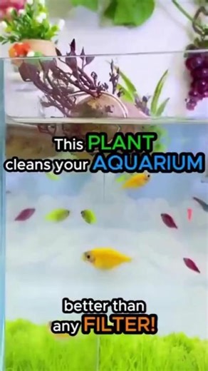 This Plant Cleans Fish Tank Water Better Than Filters?