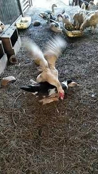 Angry male Muscovy Duck against male Hybrid Duck