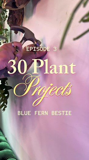 REROOT GARDENS on Instagram: "Day 3 of 30 Plant Projects to prioritize my creativity and joy is this stunning: Blue Fern Bestie I love mounts and I LOVE how this Microsorum Thailandicum mount came out. If you want to make your own mounted plant, we have kits available at the l!nk in b!0 🌿 Thanks for watching and I’ll see you tomorrow for day four! #houseplants #plantshelfie #plantdeco #houseplantdecor #plantdiy #mountedplants #plantproject #creativeprocess #artistatwork"