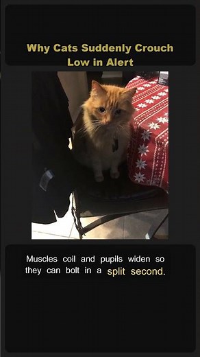 🐱 Why Cats Suddenly Crouch Low ⚠️ #Shorts