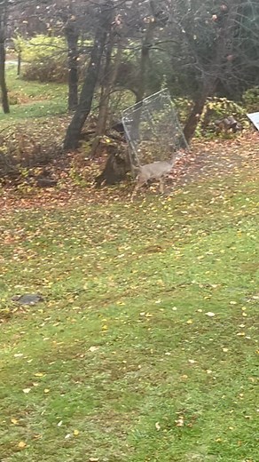 5 different bucks in my yard chasing and trying to fight. 2 big ones and 3 small. And a couple of does. Pittsburgh south hills | John Demonte