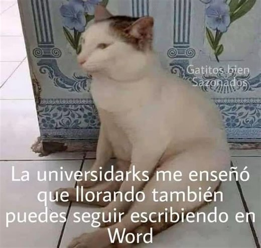 Club de Sociología on Instagram: "🥹 #universidad #estudiantes #memesdeestudiantes #llorar #escuela #tarea #memes #memesdegatitos #memesdegatos #humor #depresion #sociología #clubdesociología #cienciassociales #sociologia #sociologíacrítica #sociology #uam #unam #ipn #uacm #derecho #ingeniería"