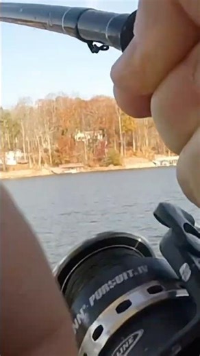 Almost Spooled Me! Big Striper! #shorts #fishing