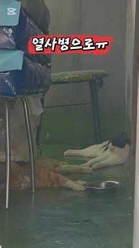 10 Sand Cats in the Rooftop Apartment ㅠ
