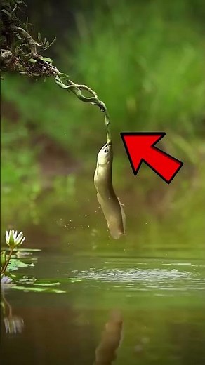 سمكة تتحدى ثعبانًا في الهواء😍 من سيفوز