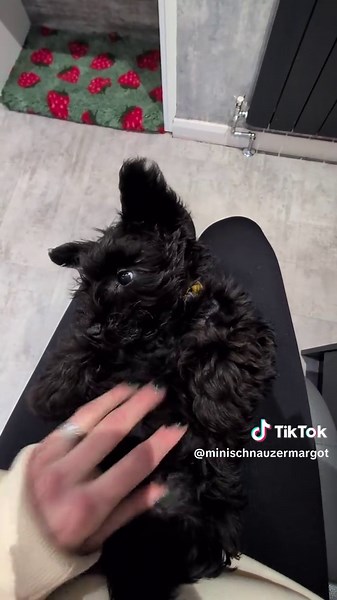 Meet Margot: Adorable Miniature Schnauzer Puppy