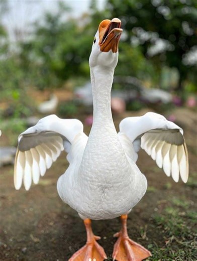 Majestic Goose Honking Loudly