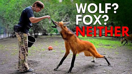 When evolution produces a predator that makes no sense