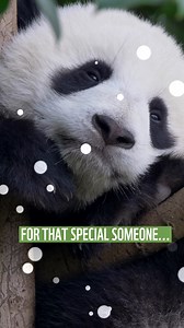 10K views | Discover the perfect gifts at WWF’s online shop. From gift sets perfect for the whole family, to diaries and calendars and even luxury gifts for that special someone… We’ve got it all. And the best part - 100% of profit goes directly towards funding WWF’s vital work. | WWF UK | Facebook