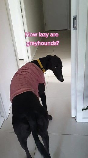 Greyhound Activities: One Burst of Energy a Day!