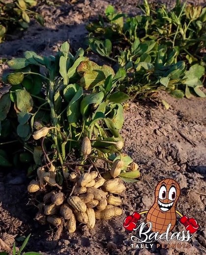 I would like to explain the difference between a can peanut and a fresh green peanut. Our peanuts are a little harder and firmer because they aren’t canned and kept in preservatives. I would also like to show you the difference between a fall peanut vs a spring peanut. At Badass we believe quality matters. Fresh is best. 🥜❤️ #badasstallypeanuts #tallahassee #tallahasseefoodies #hotboiledpeanuts #famu #fsu