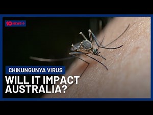 Chikungunya Virus Spreads Through China, COVID-Like Measures Taken | 10 News+