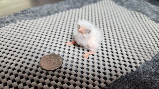 San Antonio Zoo celebrates arrival of newborn pygmy falcon chick