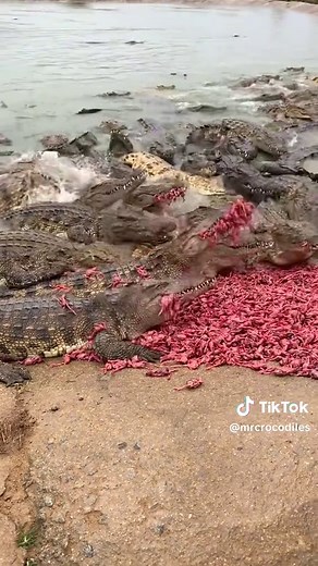 The crocodile brothers' stomachs are growling with hunger.#crocodile