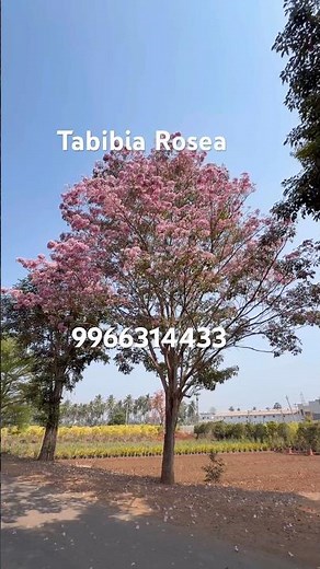Tabebuia Rosea: The Perfect Avenue Tree