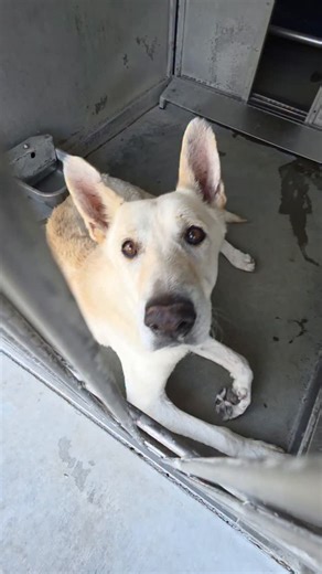 iloverescue on Instagram: "🚨SCHEDULED FOR EUTHANASIA 2/9 @ 2PM 🚨 Dante is the kind of dog people walk past without realizing what they are missing. He is a middle aged German Shepherd mix, gentle, calm, and quietly hopeful. While others bark for attention, Dante waits. When someone stops, he leans in softly, takes treats with care, and asks for affection with his eyes. He is friendly, polite, and deeply human-oriented, the kind of dog who bonds quickly once given a chance. Dante came into the