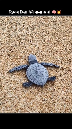 Never Kill Turtle