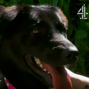 2.9M views · 10K reactions | Georgia thought she wanted a small dog.... | Channel 4 | Facebook