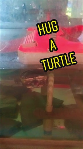 Hug a Turtle #turtle #swimming #hug