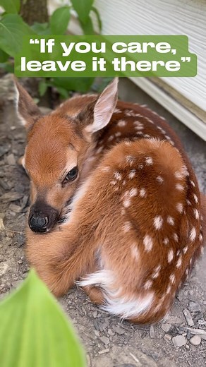 Your friendly fawn reminder! The mother will be back, the animal is most likely not injured. The mother is out getting food so she can provide milk to the baby. It is safer sitting and hiding then following the mother around the woods. There’s no need to intervene… if you care, leave it there! 🦌🏡👍 • • • #fawn #spring #baby #babyanimals #babyanimal #education #facts #nowyouknow #wild #wildlife #gooutside #outdoors #hunting #camping #fishing #hiking #adventure | Fishlikemike
