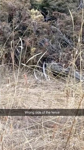 Quick work trip to Golden Colorado still included a quick walk for sheds #shedhunting #colorado