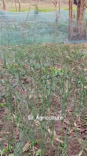 #onion #agriculture #culture #gardening #sil_agriculture #farming #garden #agriculturalsystem