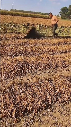 Real Farming Life - Harvesting in Difficult Conditions #shorts #technology #viralvideo