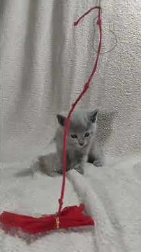 Baron Russian Blue Male