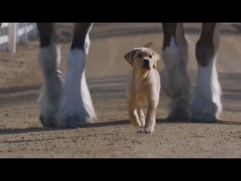 Super Bowl Greatest Commercials: Hall of Fame Countdown - Budweiser