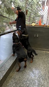 Rottweiler Are The Real And Most Intelligent Guard Dogs . . . [rottweiler,rottweiler dog,rottweiler puppy,rottweiler puppies,rottweilers,rottweiler attack,rottweiler vs german shepherd,rottweiler training,rottweiler german shepherd mix breed,rottweiler german shepherd mix,german shepherd rottweiler mix info,german shepherd rottweiler mix puppy,german rottweiler,rottweiler guard dog,rottweiler and german shepherd mix,rottweiler protection dog,rottweiler german shepherd,rottweiler compilation] . .