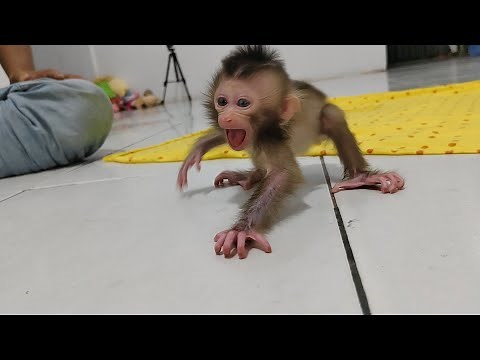 Excessive tantrums 😱😰 newborn monkey baby gets big angry until it somersaults, I feel guilty 🥺🙏