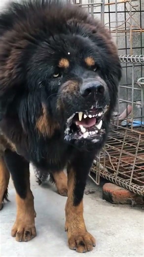 Presa Canario vs Elite Guardian Breeds