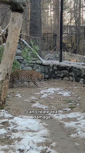 Leopard vs Jackal Pack: Can Numbers Matter Here?