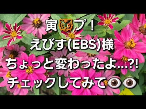 2025年10月14日 今、そのやり方を話し合っている最中のようです✨とにかく今、すべてが動いているとのことです👼💕✨🌈✨この惑星を、想像を超えるユ～トピア✨のような世🌍に変えるために✨