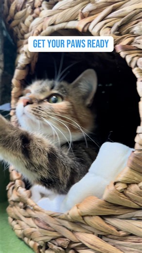 3.2K views · 23 reactions |  Join Team RSPCA at Run Melbourne 2025...