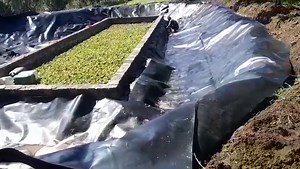 3K views · 16 reactions | Pond construction #fishing #development #farming #kasi #YoMaps #business #maza #comedy #kidist #olio #funny #luxury #music #reels #zed #zambia #africa #news #breaking #memes #motivational #movie #money #pond #life #trendingpost #trend | OrganiX Agri & Hydro | Facebook