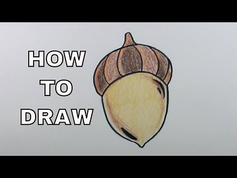 How to Draw an ACORN (Easy Drawings for Beginners)