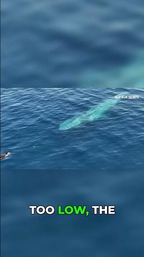 The Dangerous Truth: Blue Whales Can Starve!