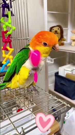 🦜 Caique Parrots Are The Funniest Birds Ever 😂