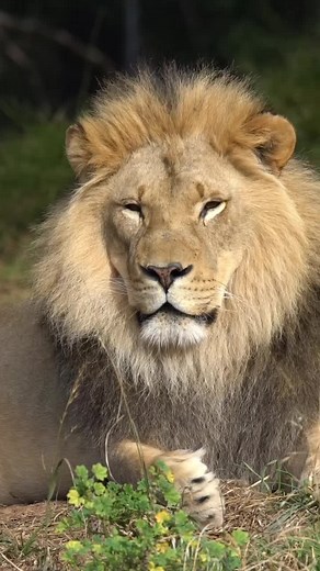 iPhone Text Tones Interpreted by Oakland Zoo Animals