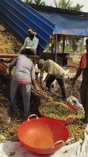 Adike Processing – First Step: Removing Waste | ಅಡಿಕೆ ಸಂಸ್ಕರಣೆ – ಮೊದಲ ಹಂತ: ಕಸದ ವಿಂಗಡಣೆ #adike