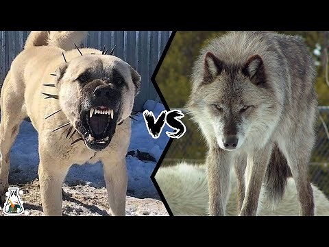 KANGAL VS WOLF - Who is Stronger and Could Win a Fight?