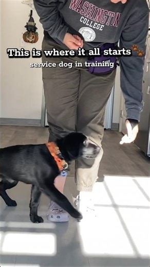Every service dog starts somewhere… and it looks like this 🐾 #servicedogtraining #puppytraining